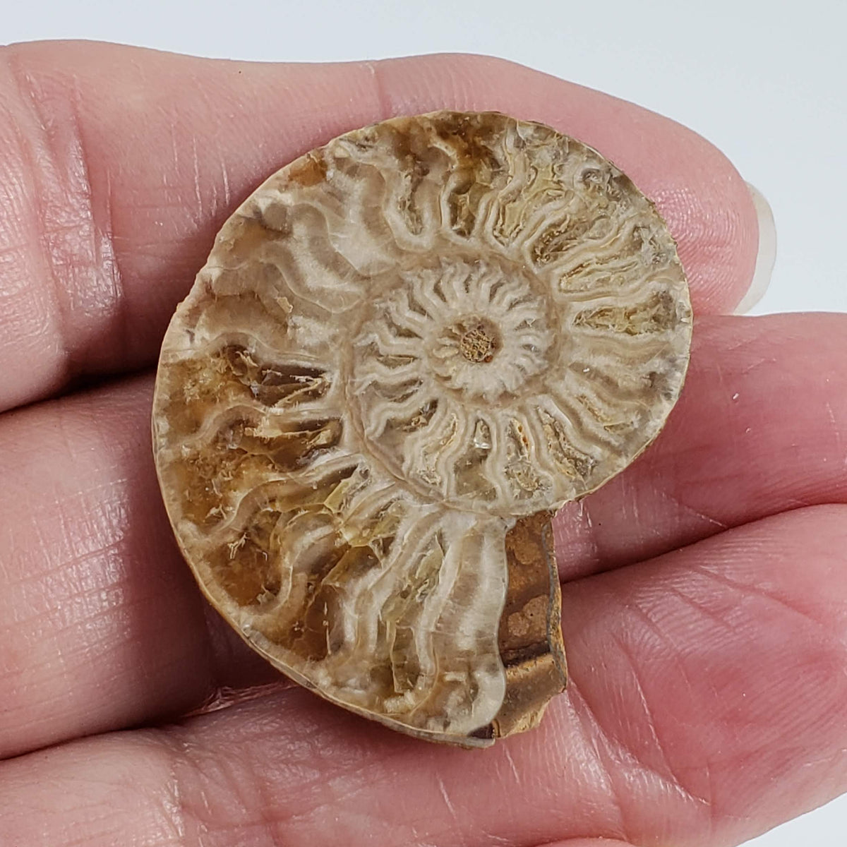  Ammonite Fossil Pair | Polished Matching Halves | 38x30mm 5