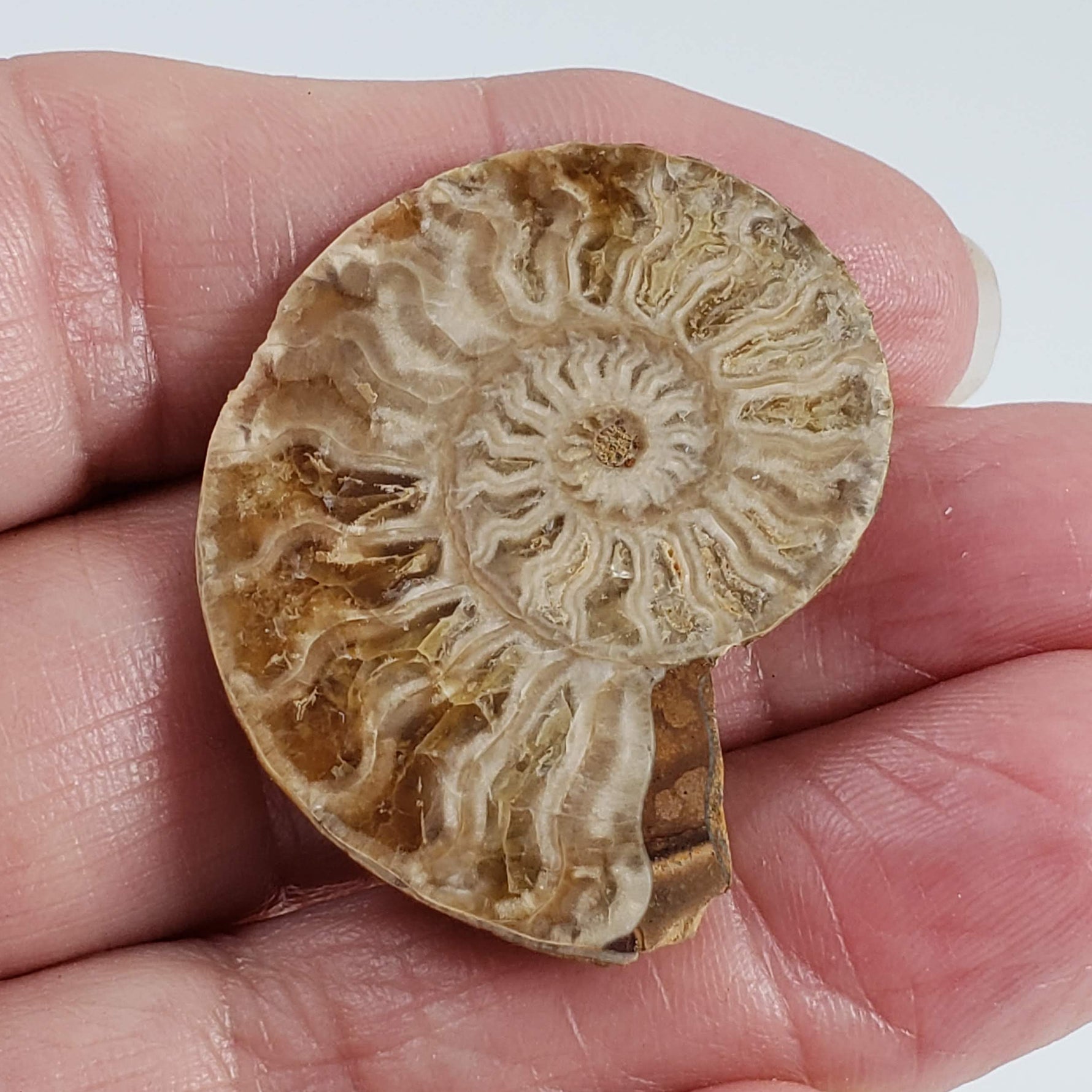  Ammonite Fossil Pair | Polished Matching Halves | 38x30mm 5