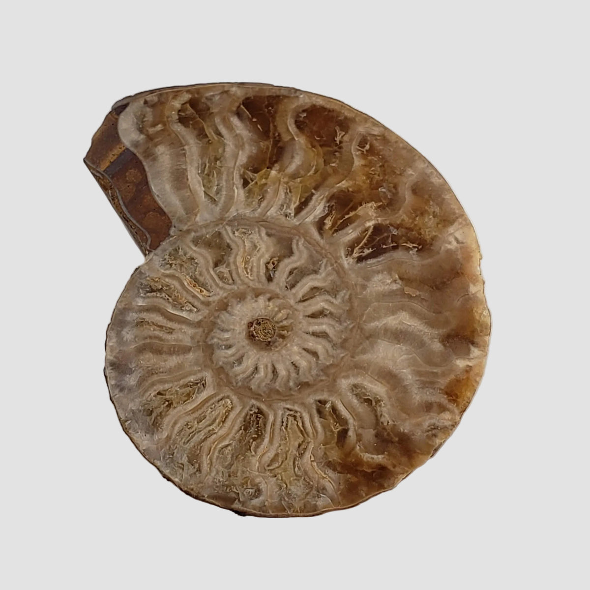  Ammonite Fossil Pair | Polished Matching Halves | 38x30mm 1