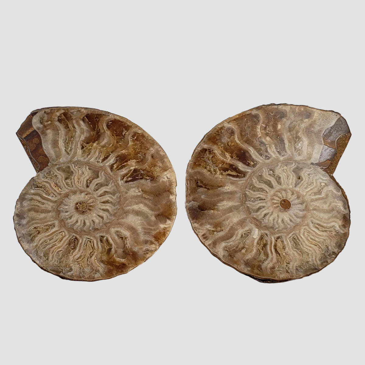  Ammonite Fossil Pair | Polished Matching Halves | 38x30mm 