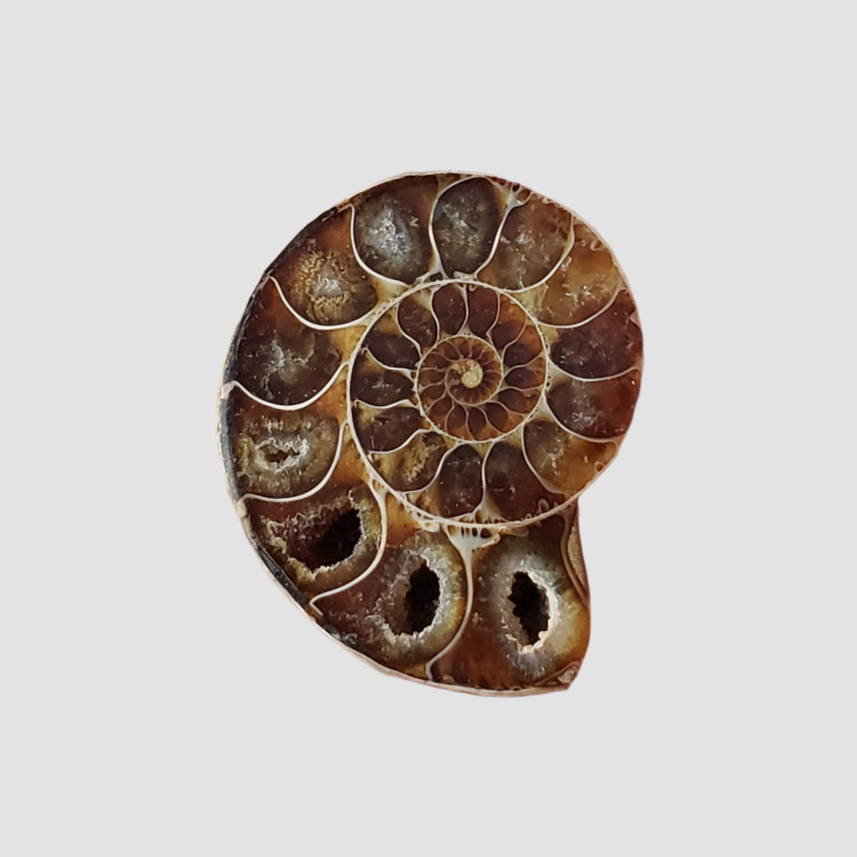  Ammonite Fossil Pair | Polished Matching Halves | Iridescent Ammonite | 34x26mm 2