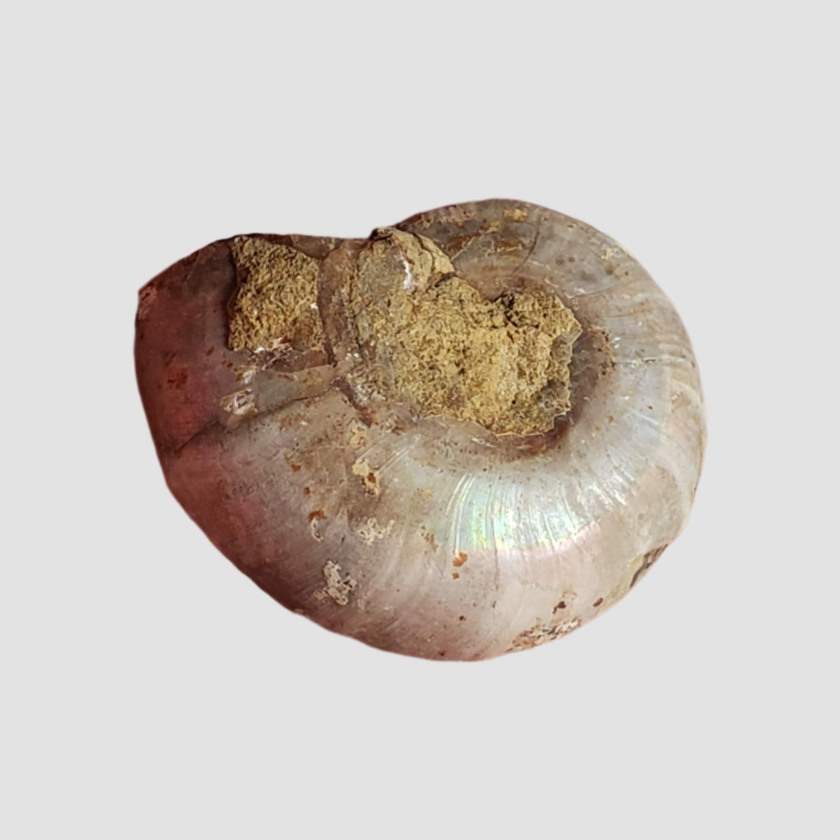  Ammonite Fossil Pair | Polished Matching Halves | Iridescent Ammonite | 34x26mm 4