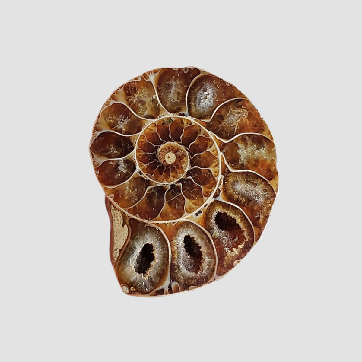  Ammonite Fossil Pair | Polished Matching Halves | Iridescent Ammonite | 34x26mm 3