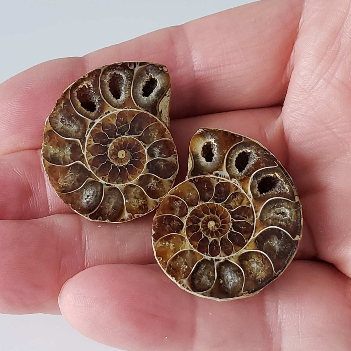  Ammonite Fossil Pair | Polished Matching Halves | Iridescent Ammonite | 34x26mm 