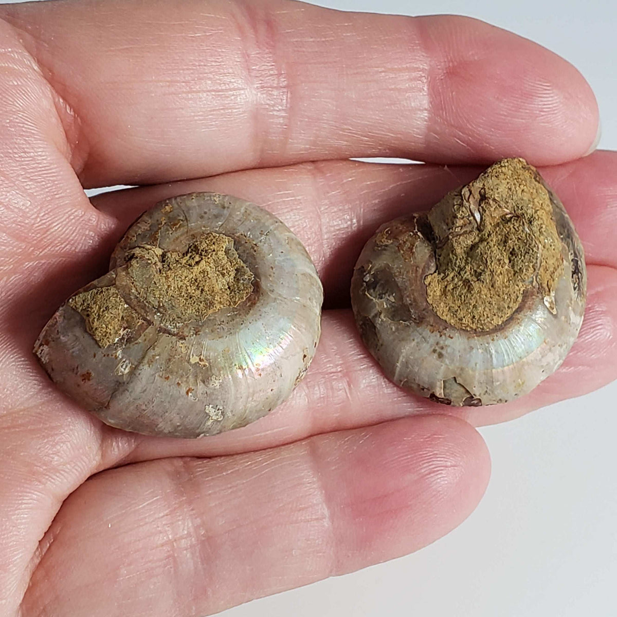  Ammonite Fossil Pair | Polished Matching Halves | Iridescent Ammonite | 34x26mm 1