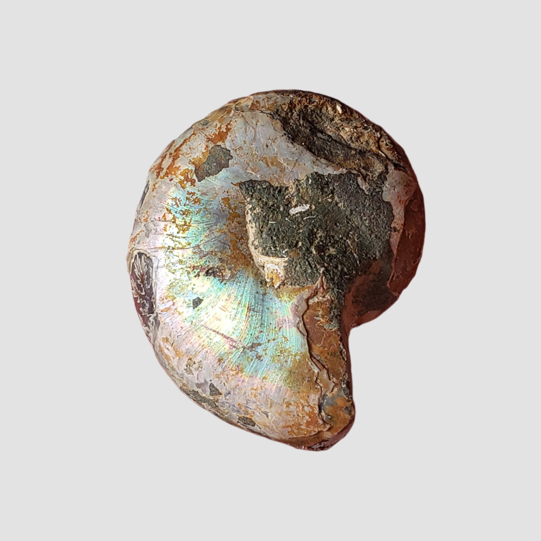  Ammonite Fossil Pair | Polished Matching Halves | Iridescent Ammonite | 35x27mm 2