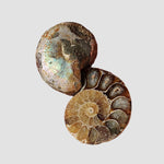  Ammonite Fossil Pair | Polished Matching Halves | Iridescent Ammonite | 35x27mm 6