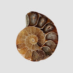  Ammonite Fossil Pair | Polished Matching Halves | Iridescent Ammonite | 35x27mm 5