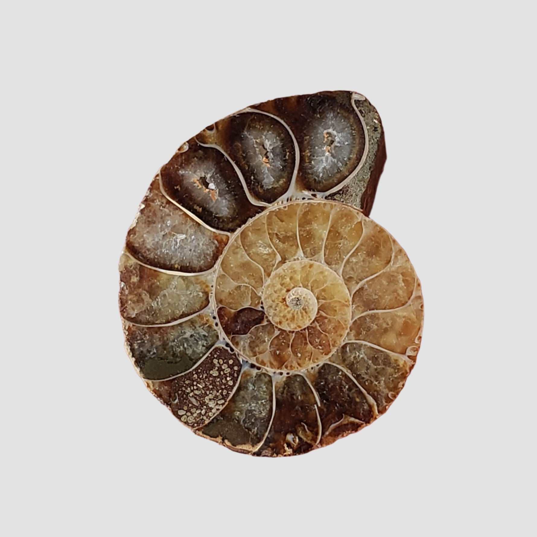  Ammonite Fossil Pair | Polished Matching Halves | Iridescent Ammonite | 35x27mm 3