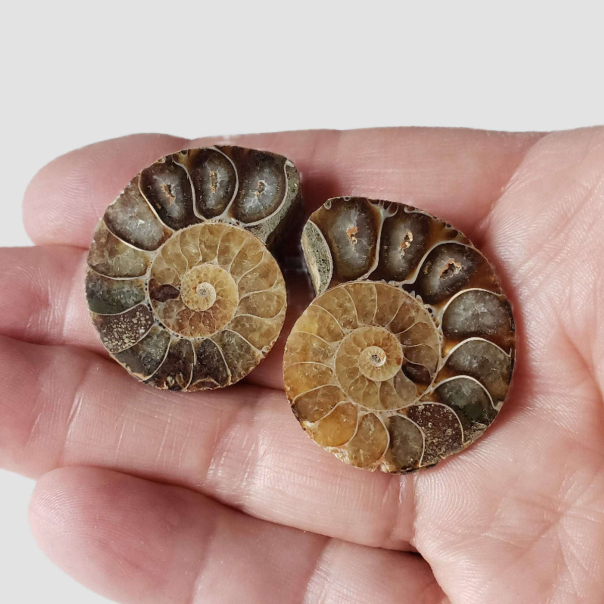  Ammonite Fossil Pair | Polished Matching Halves | Iridescent Ammonite | 35x27mm 