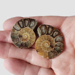  Ammonite Fossil Pair | Polished Matching Halves | Iridescent Ammonite | 35x27mm 