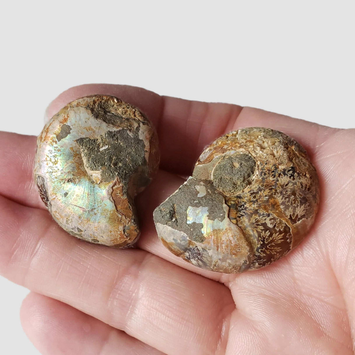  Ammonite Fossil Pair | Polished Matching Halves | Iridescent Ammonite | 35x27mm 1