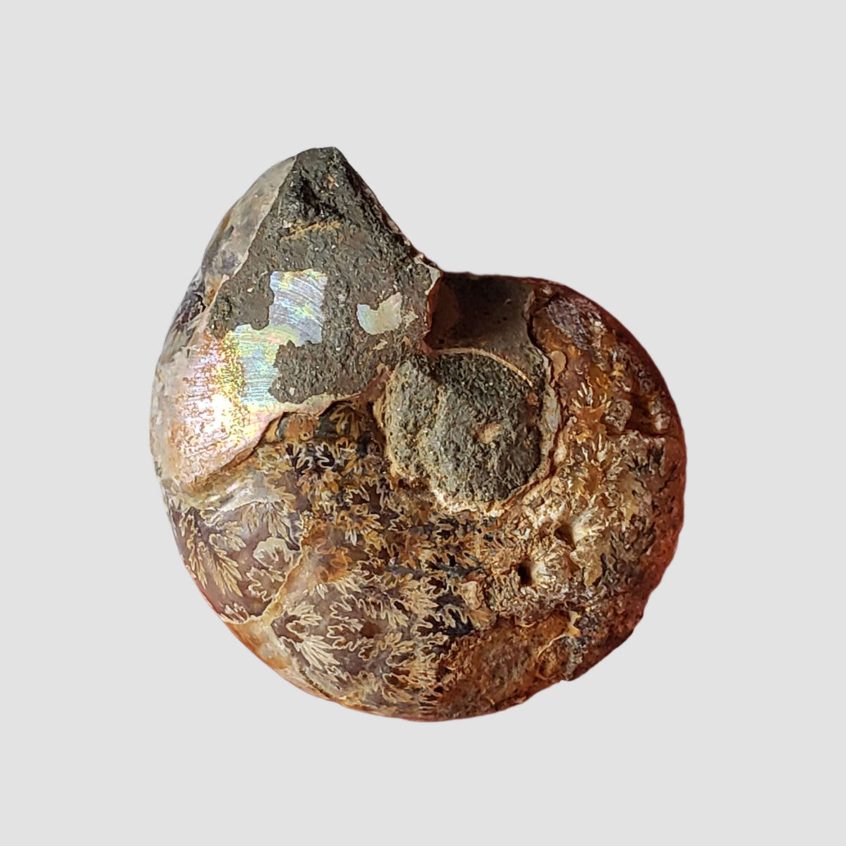  Ammonite Fossil Pair | Polished Matching Halves | Iridescent Ammonite | 35x27mm 4