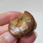  Ammonite Fossil Pair | Polished Matching Halves | Iridescent Ammonite | 38x31mm 3