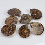  Ammonite Fossil | Polished Half 