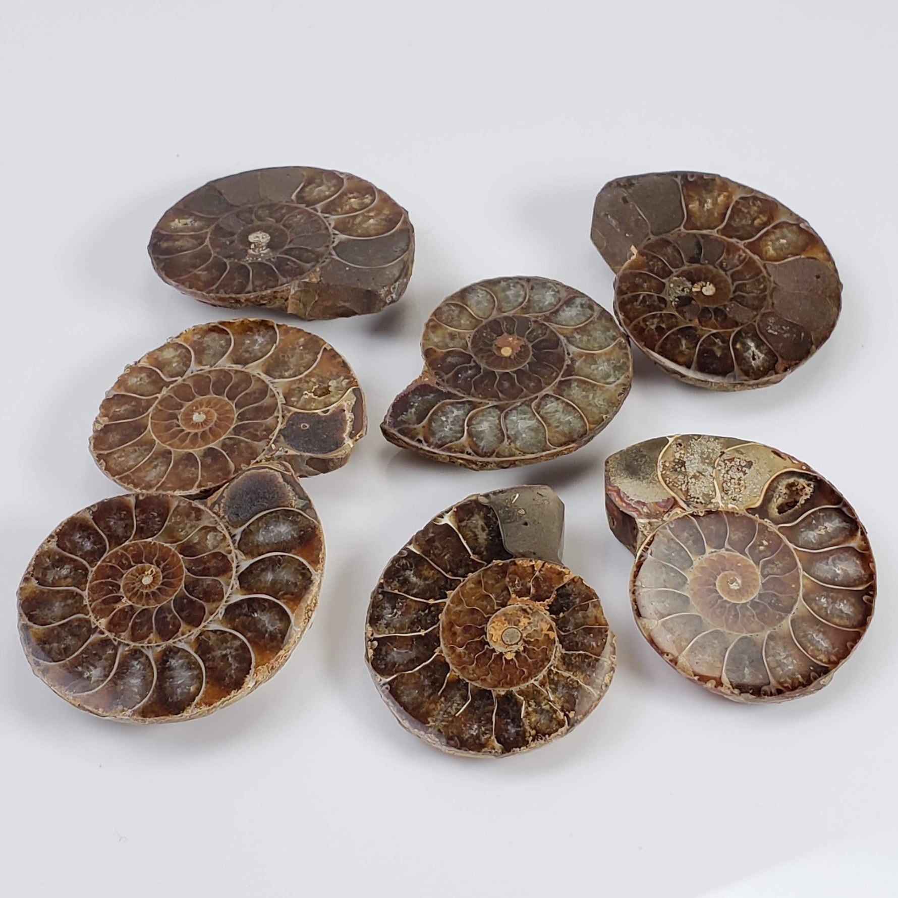  Ammonite Fossil | Polished Half 