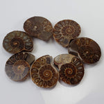  Ammonite Fossil | Polished Half 1