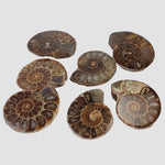  Ammonite Fossil | Polished Half 