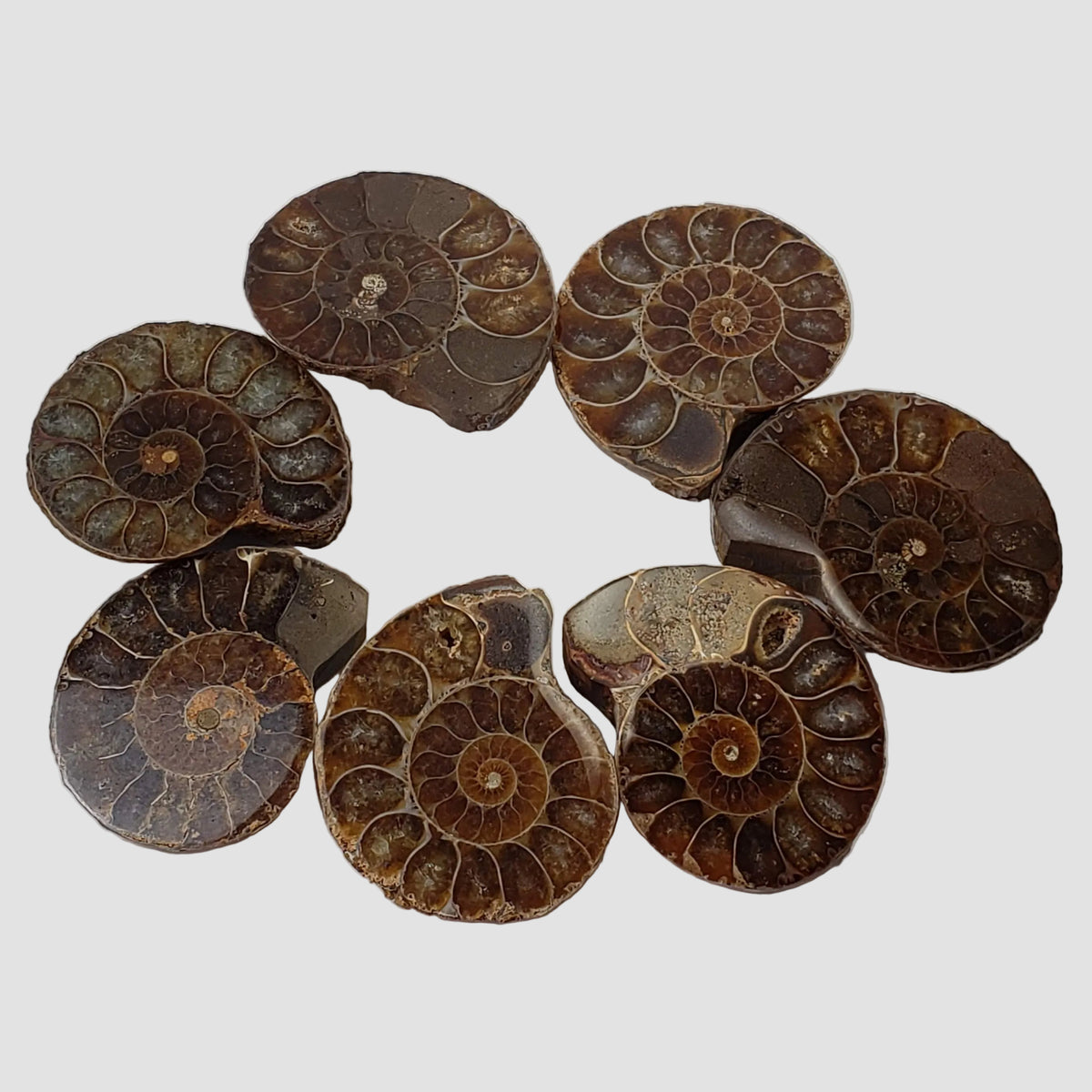  Ammonite Fossil | Polished Half 1