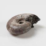  Ammonite Rondiceras Fossil | Natural Pyritized Fossilized | Upper Jurassic | Mikhailov, Riazan Region, Russia 3