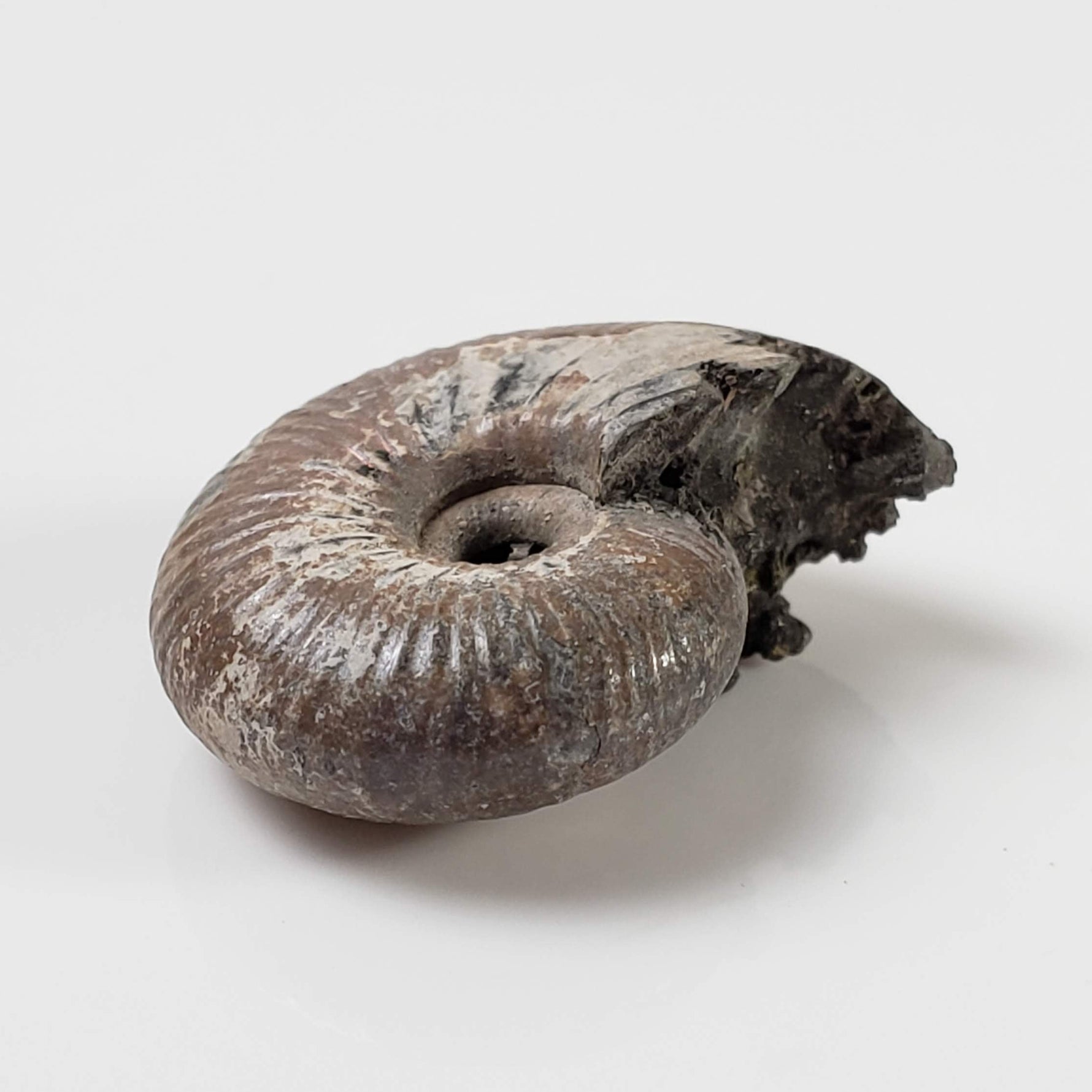  Ammonite Rondiceras Fossil | Natural Pyritized Fossilized | Upper Jurassic | Mikhailov, Riazan Region, Russia 3