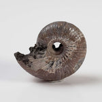  Ammonite Rondiceras Fossil | Natural Pyritized Fossilized | Upper Jurassic | Mikhailov, Riazan Region, Russia 