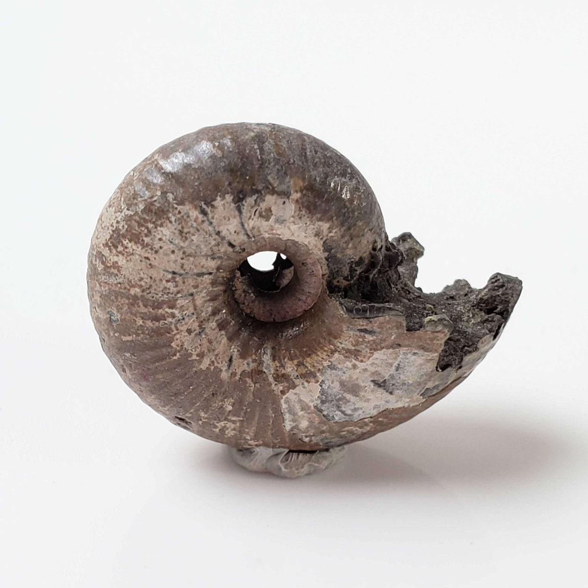  Ammonite Rondiceras Fossil | Natural Pyritized Fossilized | Upper Jurassic | Mikhailov, Riazan Region, Russia 1