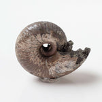  Ammonite Rondiceras Fossil | Natural Pyritized Fossilized | Upper Jurassic | Mikhailov, Riazan Region, Russia 1