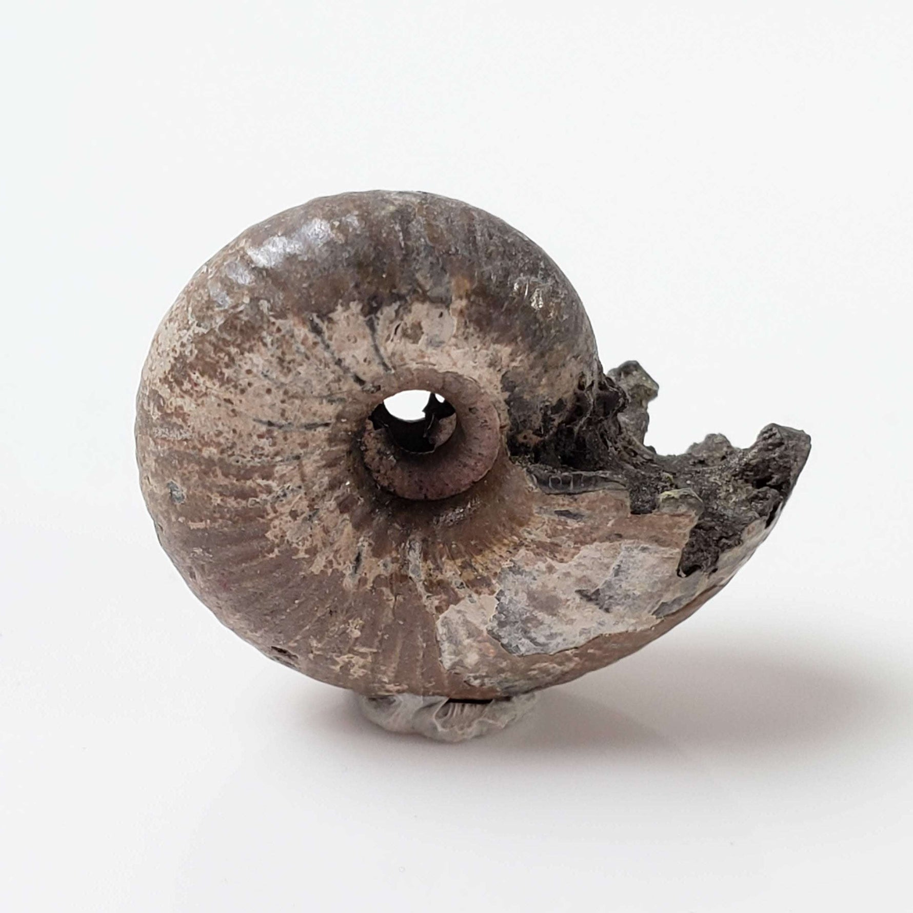  Ammonite Rondiceras Fossil | Natural Pyritized Fossilized | Upper Jurassic | Mikhailov, Riazan Region, Russia 1