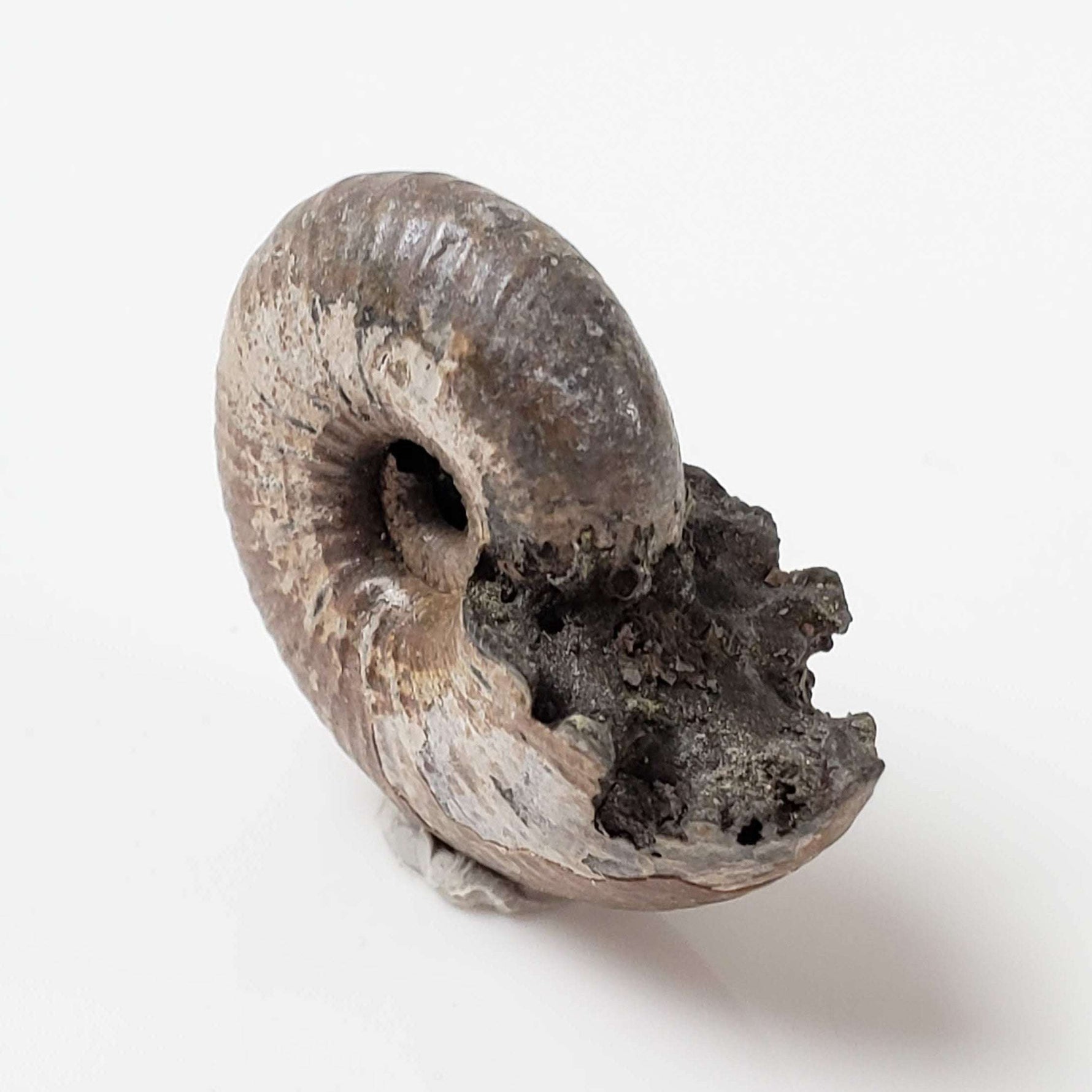 Ammonite Rondiceras Fossil | Natural Pyritized Fossilized | Upper Jurassic | Mikhailov, Riazan Region, Russia 2