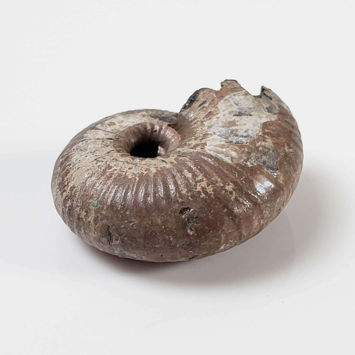  Ammonite Rondiceras Fossil | Natural Pyritized Fossilized | Upper Jurassic | Mikhailov, Riazan Region, Russia 4