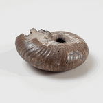  Ammonite Rondiceras Fossil | Natural Pyritized Fossilized | Upper Jurassic | Mikhailov, Riazan Region, Russia 5
