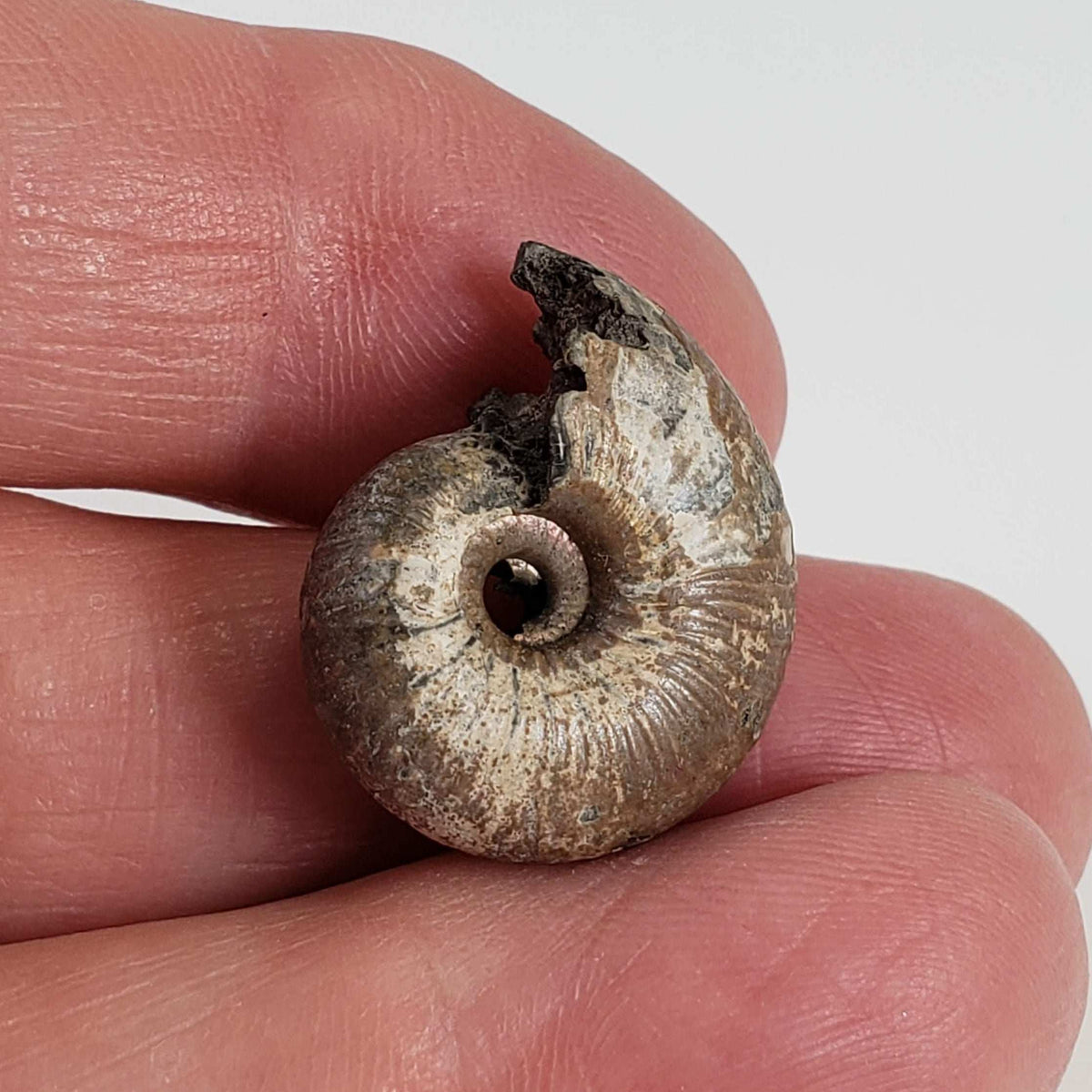  Ammonite Rondiceras Fossil | Natural Pyritized Fossilized | Upper Jurassic | Mikhailov, Riazan Region, Russia 6