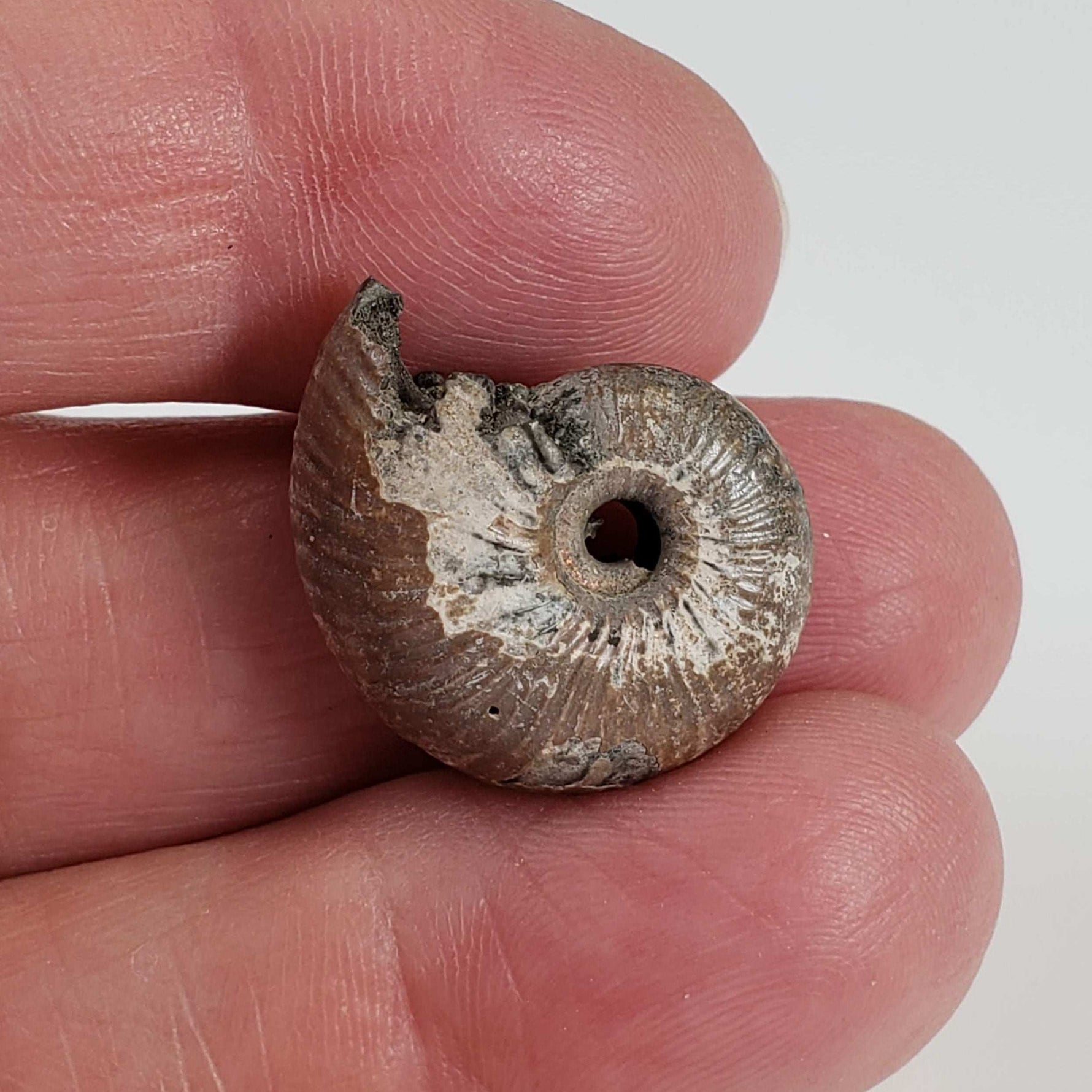  Ammonite Rondiceras Fossil | Natural Pyritized Fossilized | Upper Jurassic | Mikhailov, Riazan Region, Russia 7