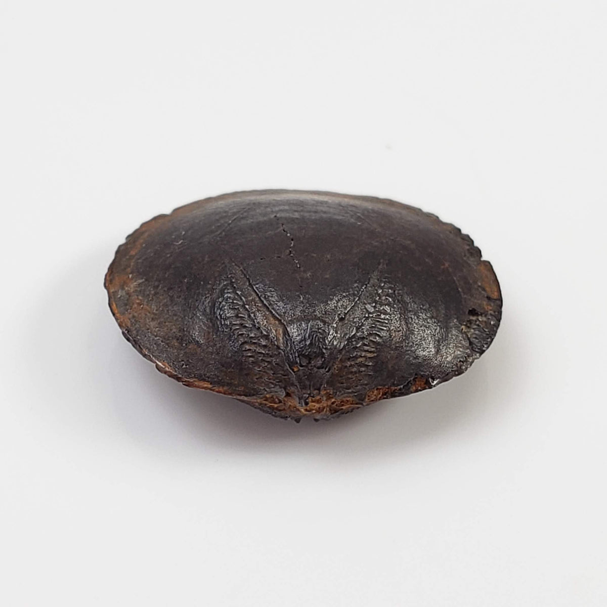  Brachiopod Fossil | Natural Fossilized Pyritized in Host Rock | Fammenian - Devonian | Kowala Formation, Poland 3