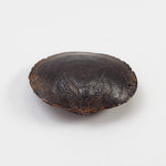  Brachiopod Fossil | Natural Fossilized Pyritized in Host Rock | Fammenian - Devonian | Kowala Formation, Poland 3