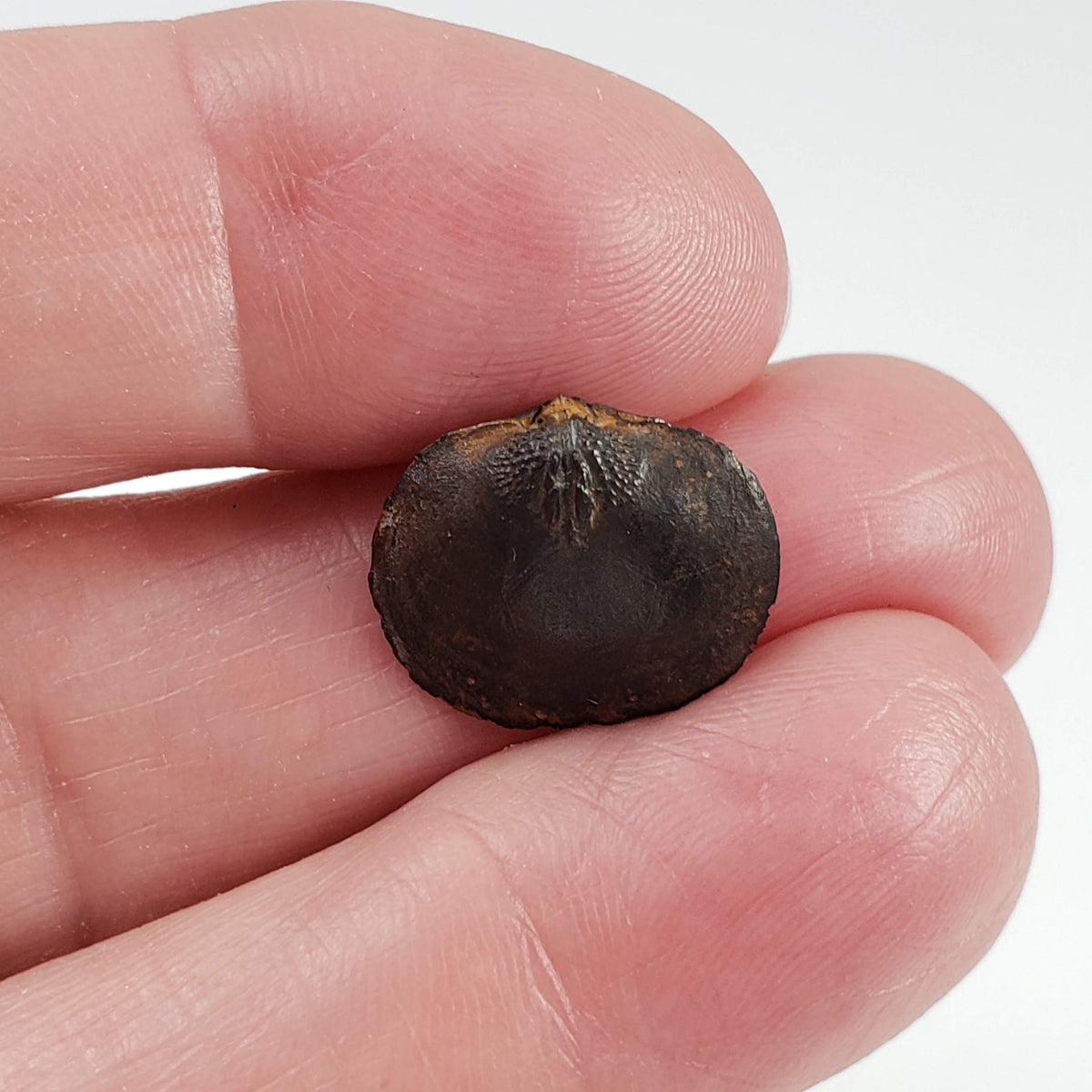  Brachiopod Fossil | Natural Fossilized Pyritized in Host Rock | Fammenian - Devonian | Kowala Formation, Poland 5