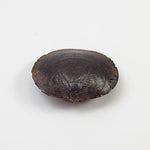  Brachiopod Fossil | Natural Fossilized Pyritized in Host Rock | Fammenian - Devonian | Kowala Formation, Poland 1