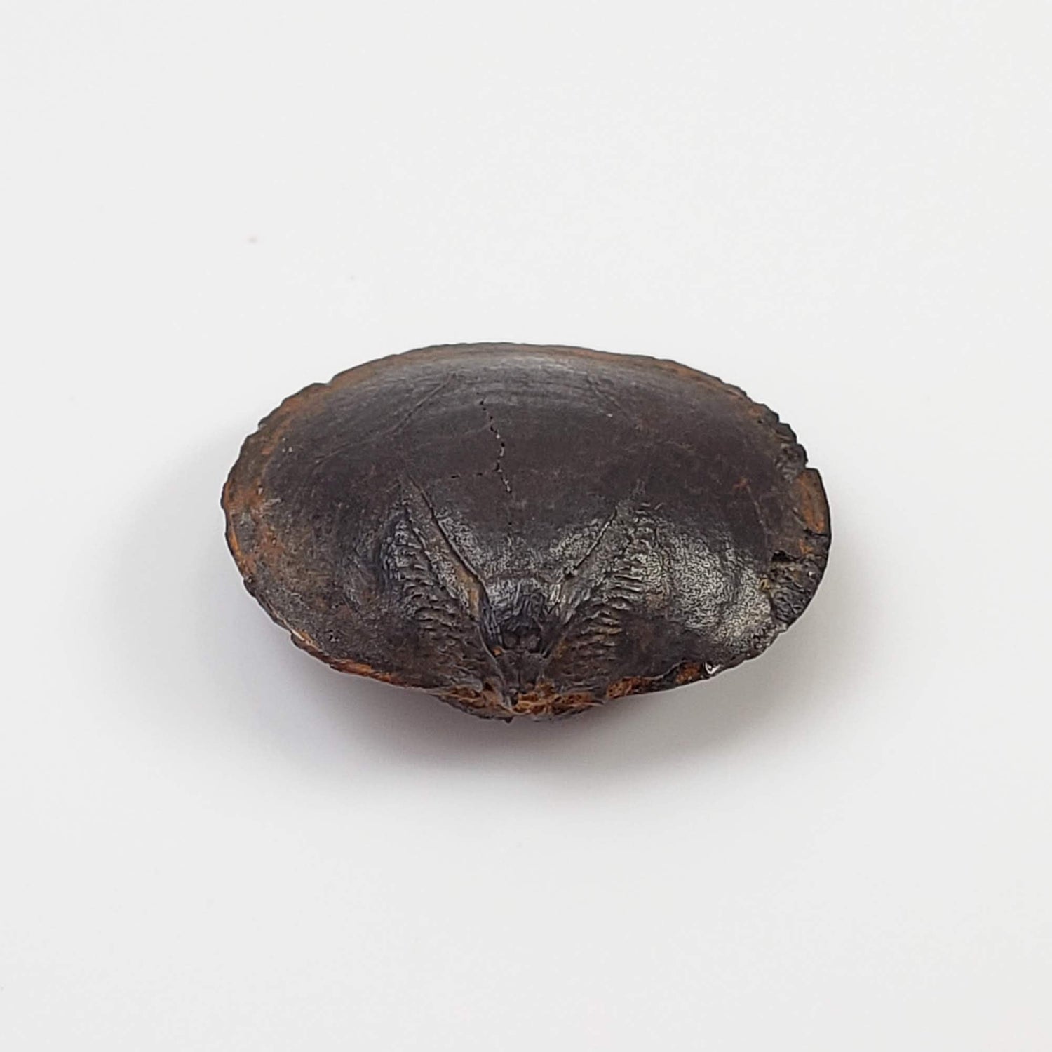  Brachiopod Fossil | Natural Fossilized Pyritized in Host Rock | Fammenian - Devonian | Kowala Formation, Poland 1