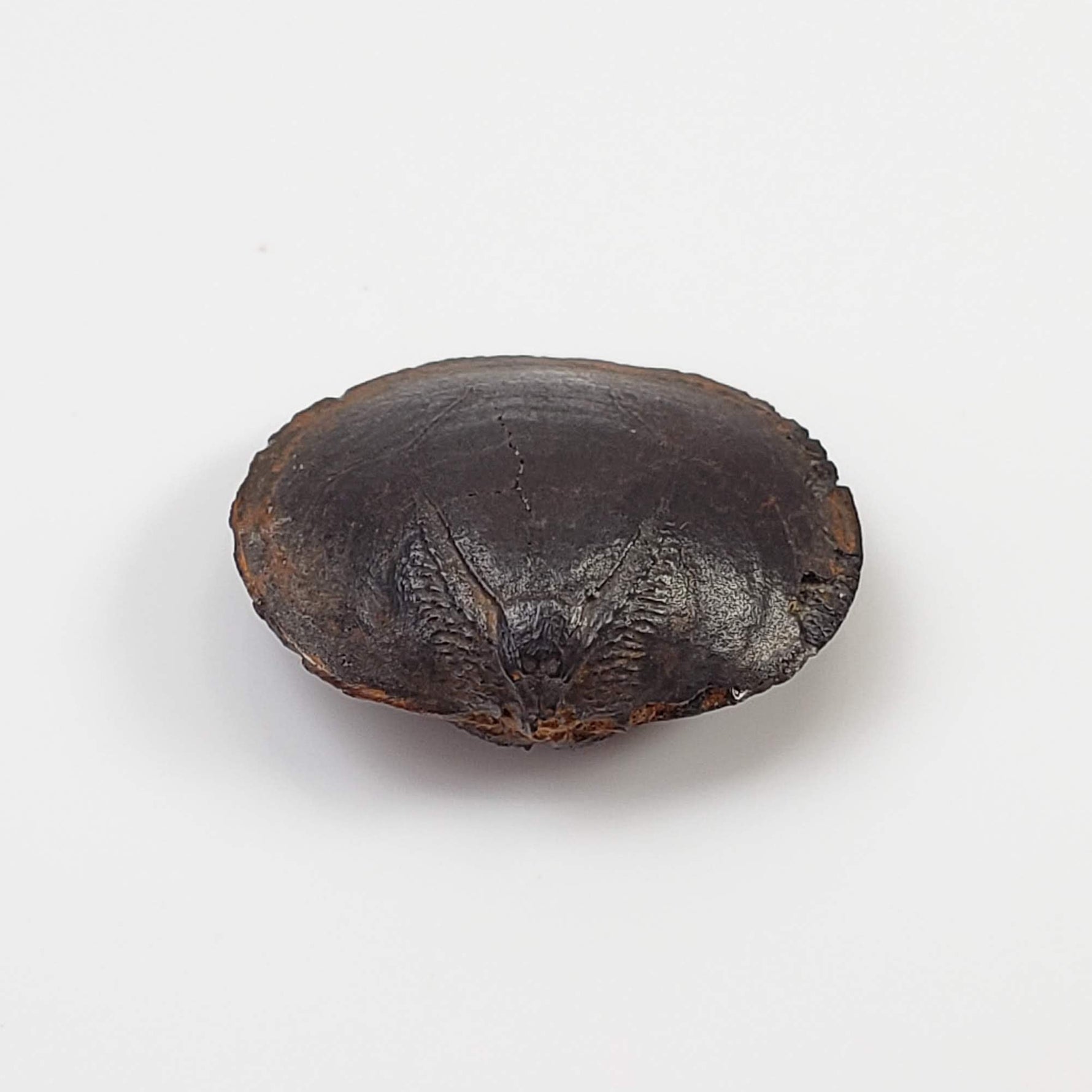  Brachiopod Fossil | Natural Fossilized Pyritized in Host Rock | Fammenian - Devonian | Kowala Formation, Poland 1