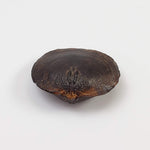  Brachiopod Fossil | Natural Fossilized Pyritized in Host Rock | Fammenian - Devonian | Kowala Formation, Poland 