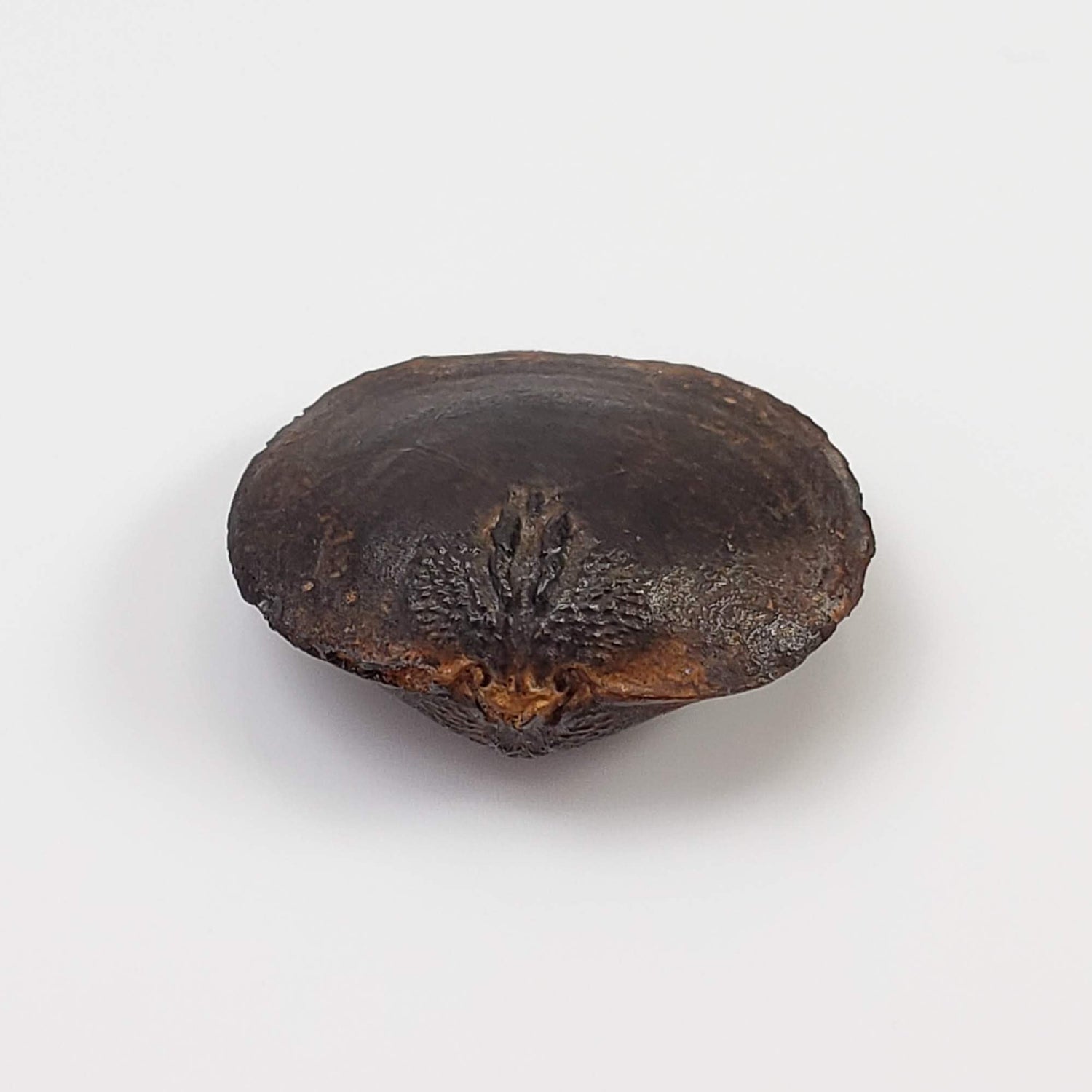  Brachiopod Fossil | Natural Fossilized Pyritized in Host Rock | Fammenian - Devonian | Kowala Formation, Poland 