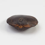  Brachiopod Fossil | Natural Fossilized Pyritized in Host Rock | Fammenian - Devonian | Kowala Formation, Poland 4