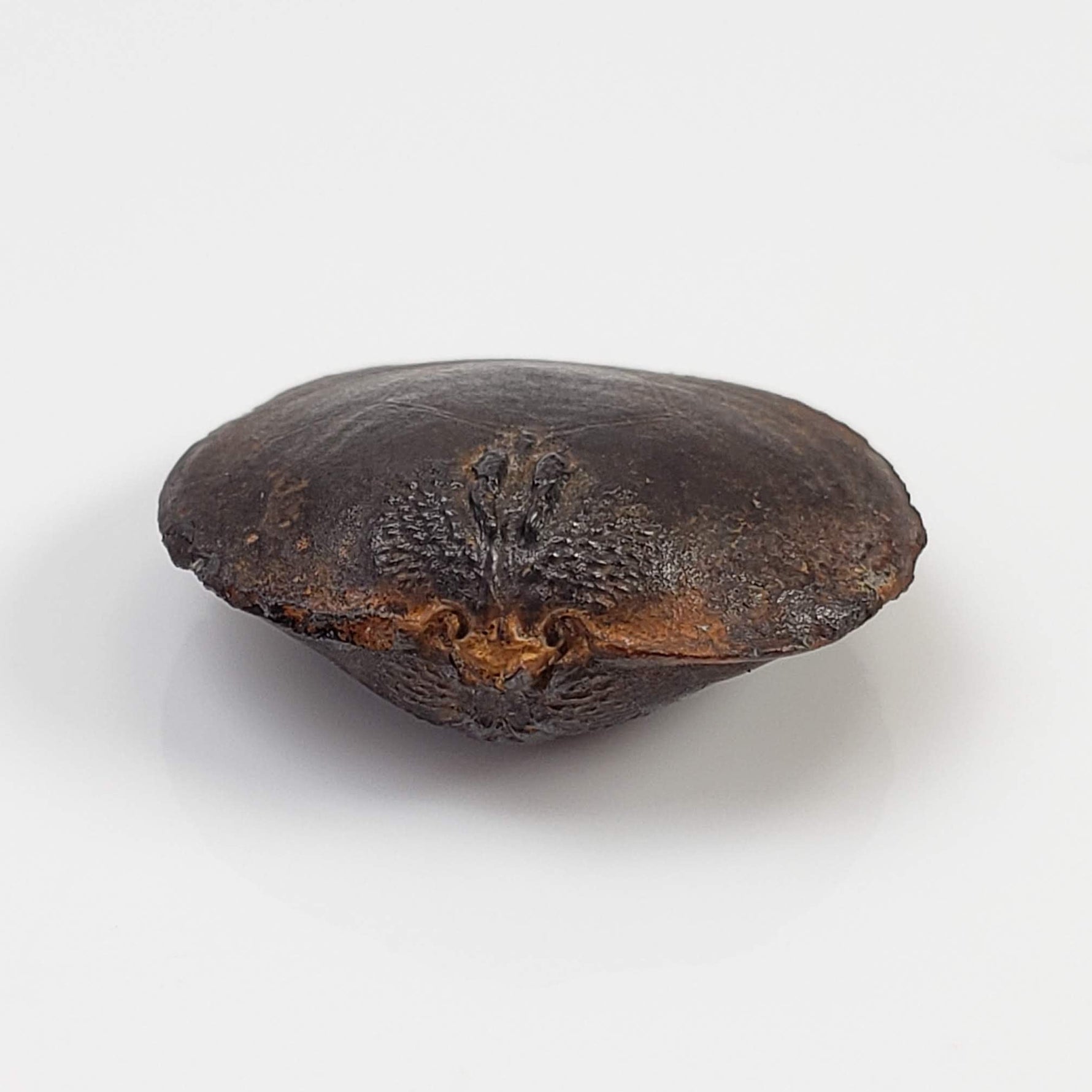  Brachiopod Fossil | Natural Fossilized Pyritized in Host Rock | Fammenian - Devonian | Kowala Formation, Poland 4