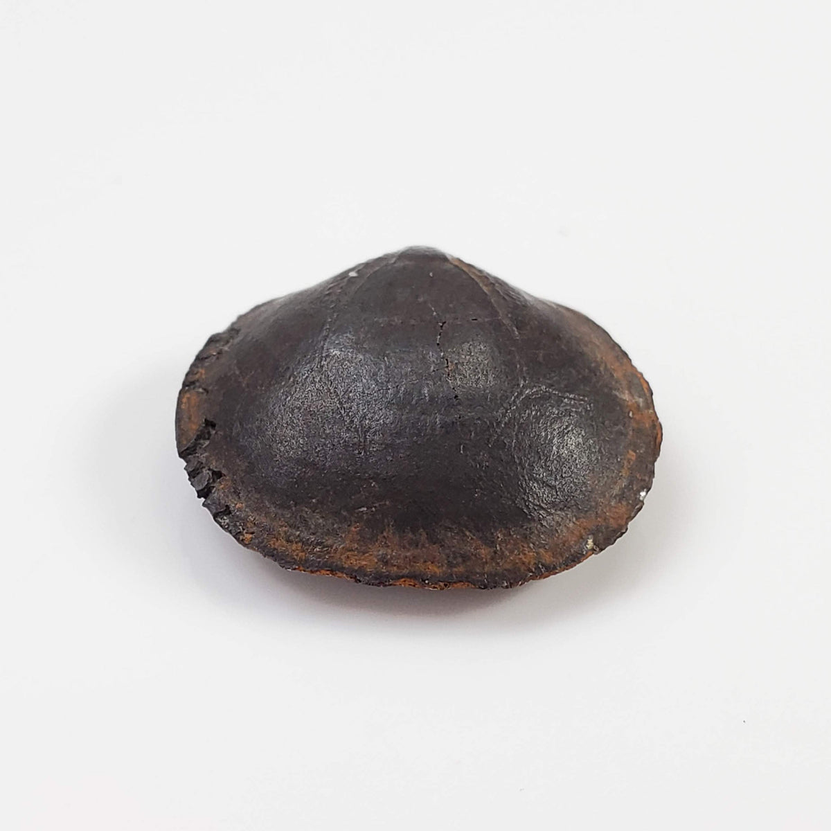  Brachiopod Fossil | Natural Fossilized Pyritized in Host Rock | Fammenian - Devonian | Kowala Formation, Poland 2