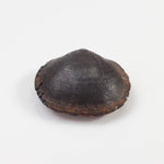  Brachiopod Fossil | Natural Fossilized Pyritized in Host Rock | Fammenian - Devonian | Kowala Formation, Poland 2