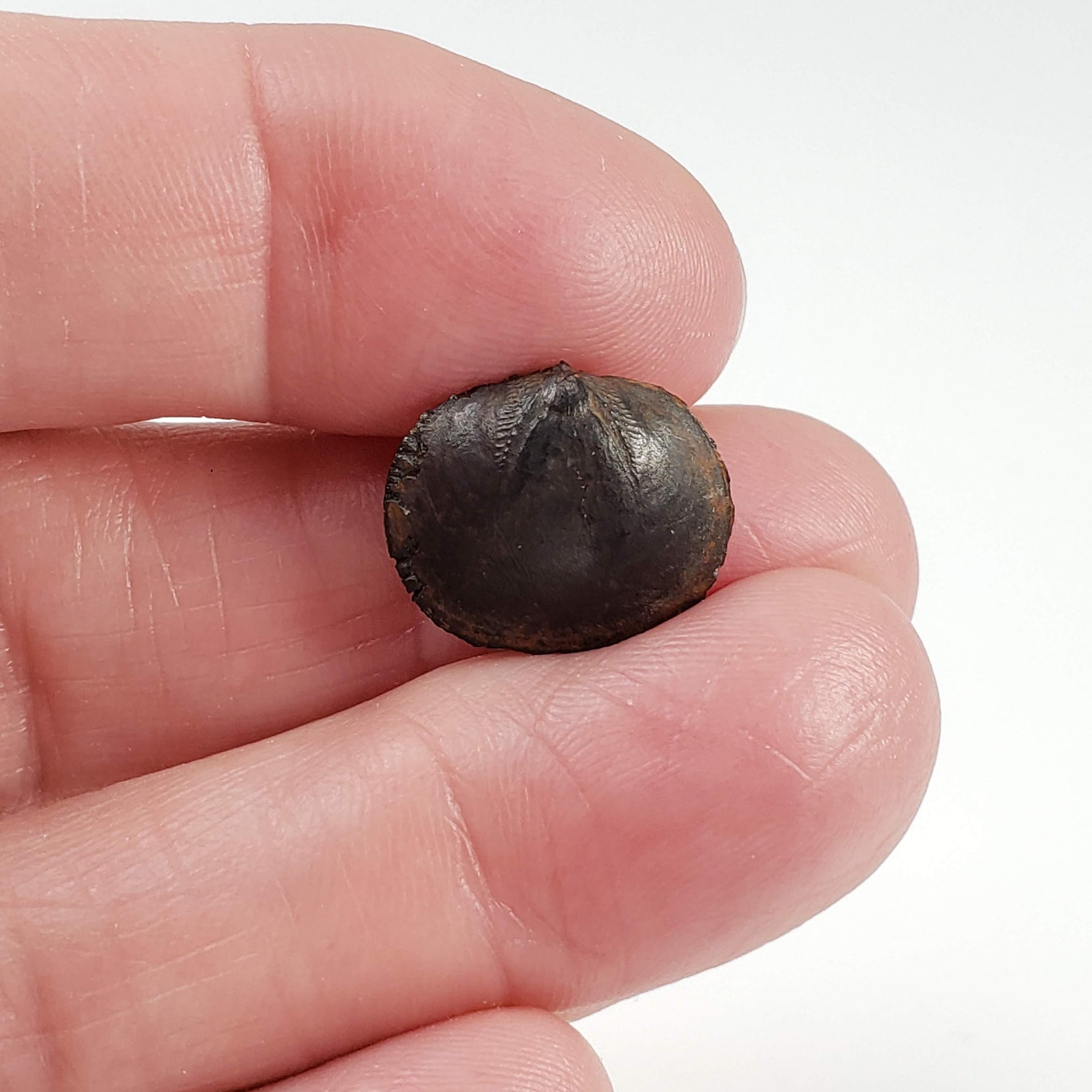  Brachiopod Fossil | Natural Fossilized Pyritized in Host Rock | Fammenian - Devonian | Kowala Formation, Poland 6