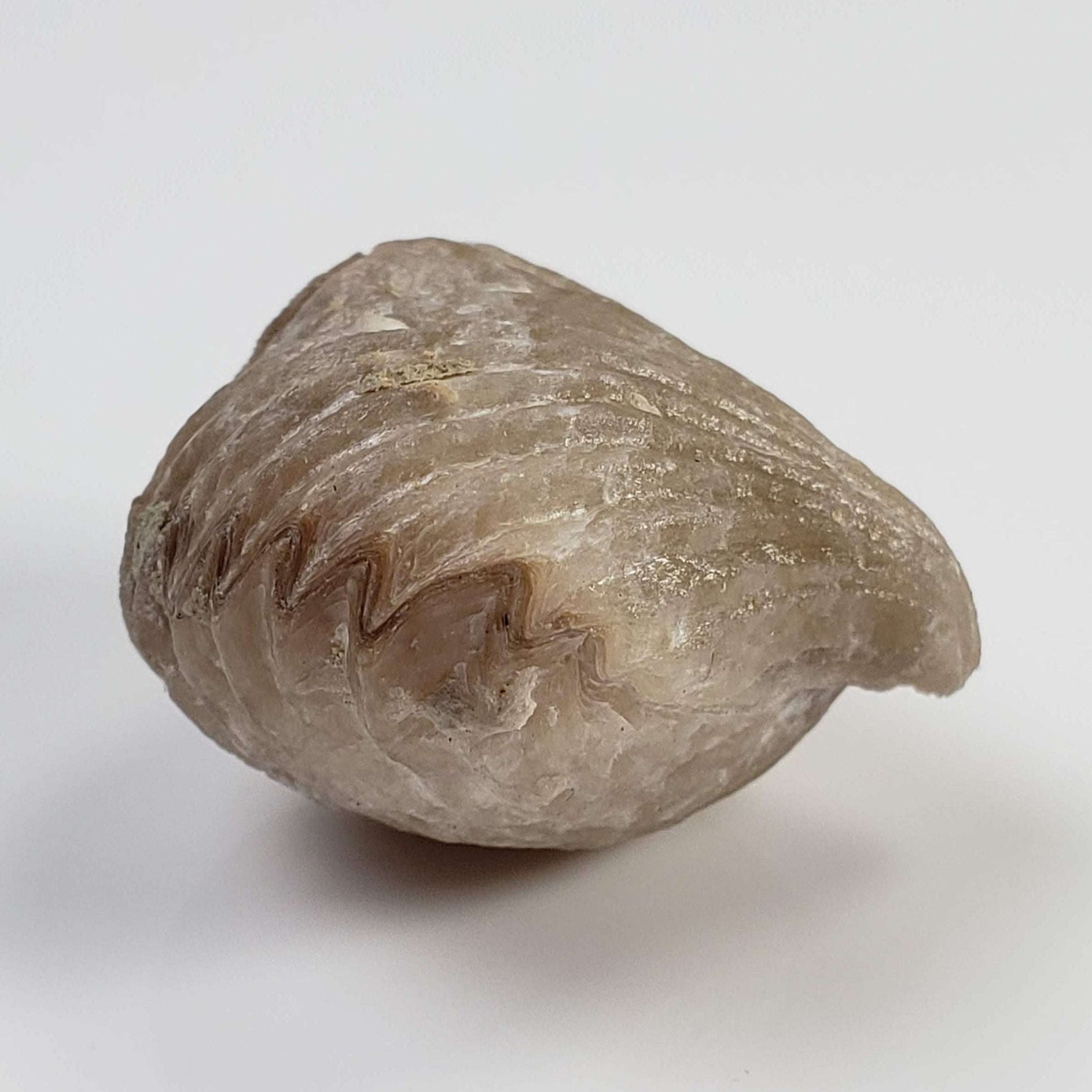  Brachiopod Rynchonella Fossil | Natural Fossilized | Jurassic | Wapienno, Poland 