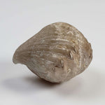  Brachiopod Rynchonella Fossil | Natural Fossilized | Jurassic | Wapienno, Poland 1