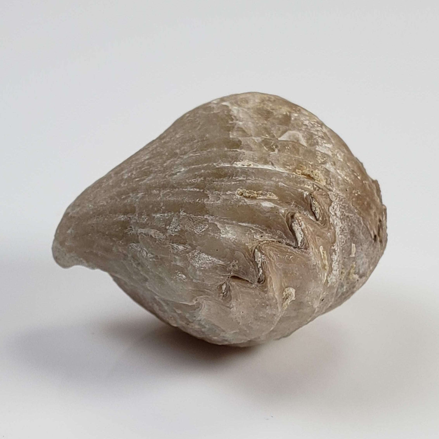  Brachiopod Rynchonella Fossil | Natural Fossilized | Jurassic | Wapienno, Poland 1